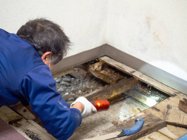 Best Commercial Mold Removal  in Oak Harbor, OH