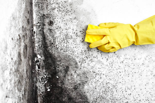 Best Mold Removal Specialists  in Oak Harbor, OH