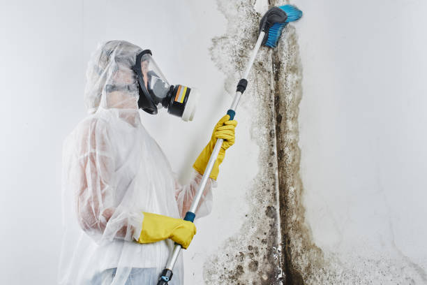 Best Crawl Space Mold Removal  in Oak Harbor, OH