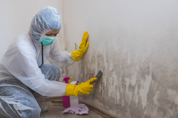 Best Certified Mold Removal  in Oak Harbor, OH