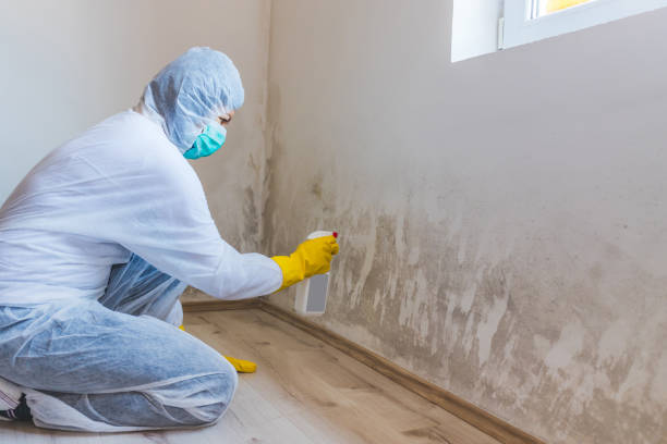Best Mold Removal Process  in Oak Harbor, OH