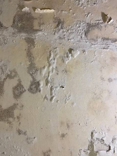 Best Residential Mold Removal  in Oak Harbor, OH
