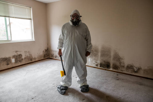 Best Mold Remediation  in Oak Harbor, OH