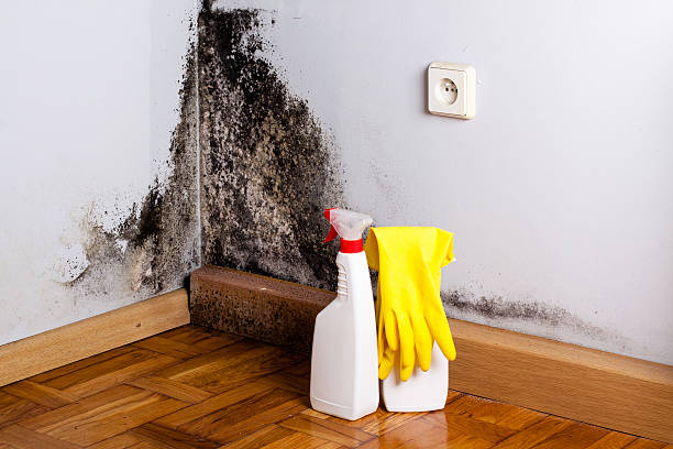 Crawl Space Mold Removal in Oak Harbor, OH