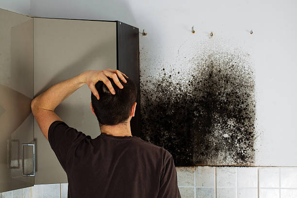 Best Office Mold Removal Services  in Oak Harbor, OH
